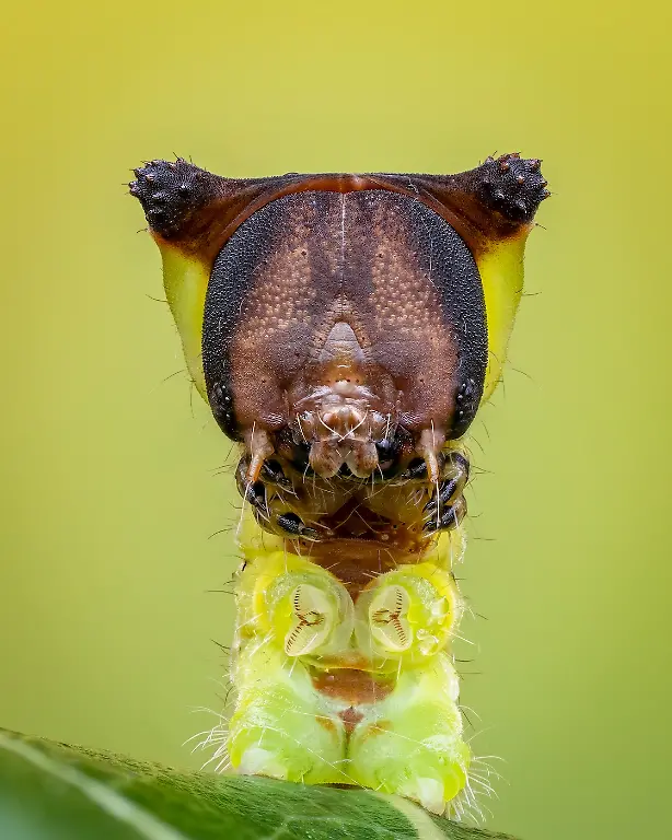 Finalist-Invertebrate Portrait-Portrait of a Furcula Larva-Petter Lilleengen-CUPOTY 7-WEB